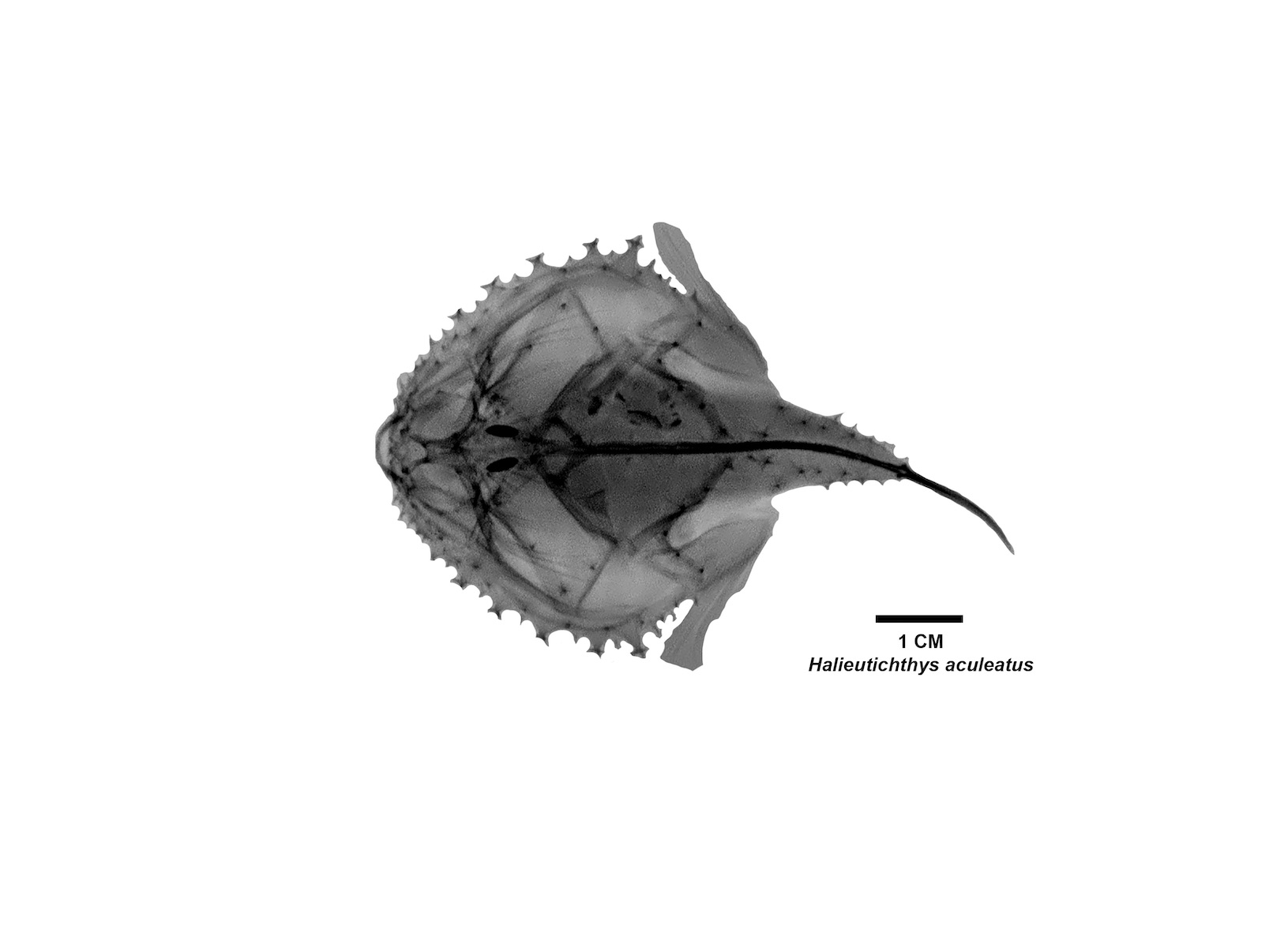 Radiografía especie